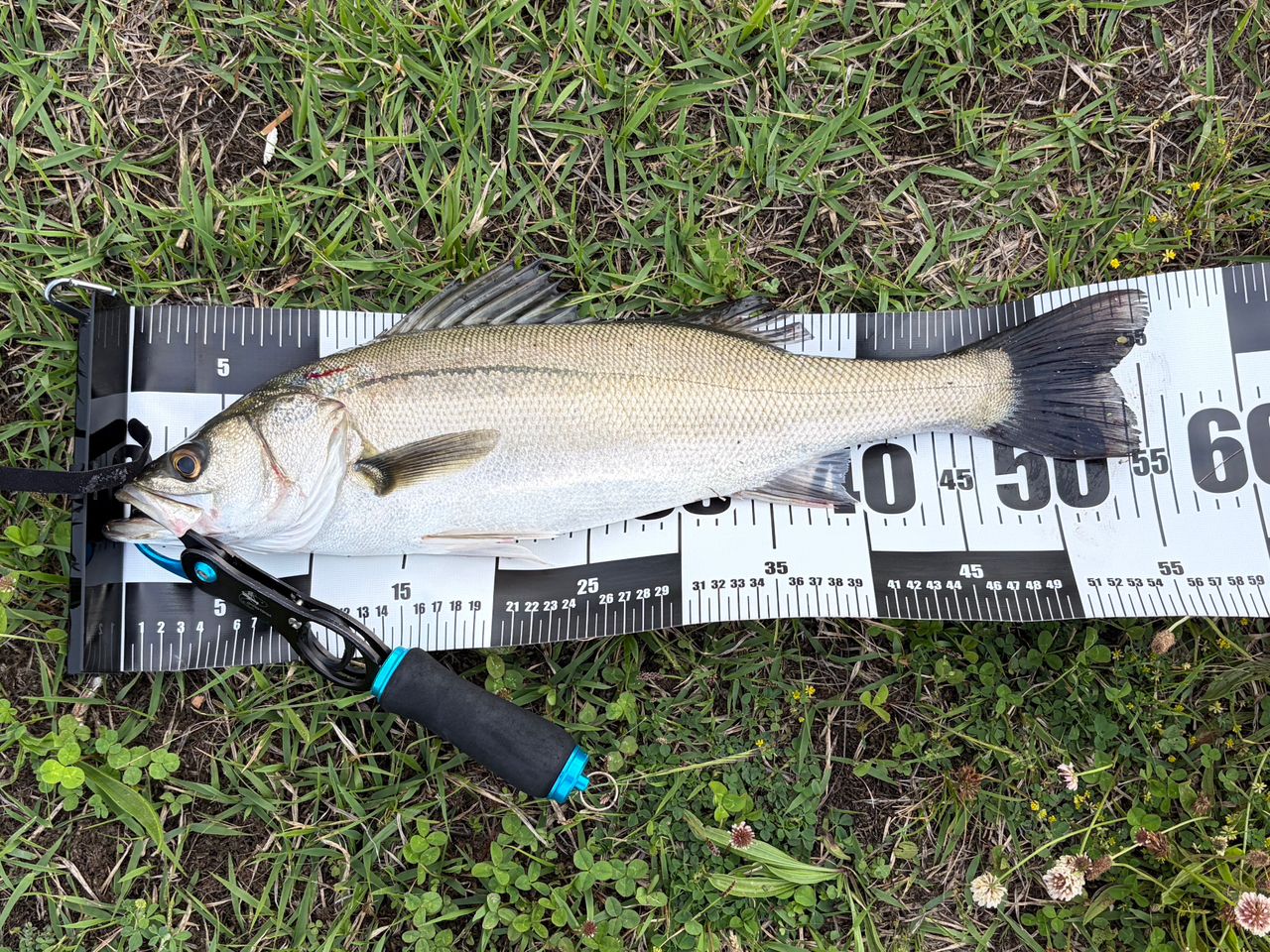 DAIWA 19ラテオ R 96Mの最安値・インプレ・釣果 | 本音の口コミが