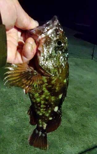 カサゴの釣果