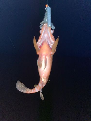 キジハタの釣果