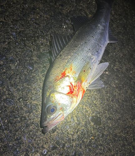 フッコ（マルスズキ）の釣果