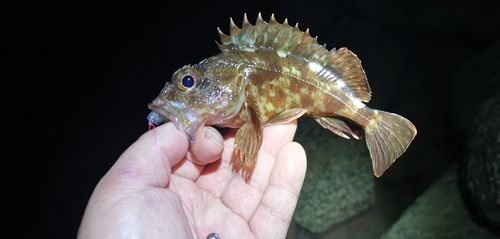 ガシラの釣果