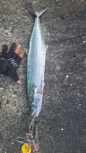 サワラの釣果
