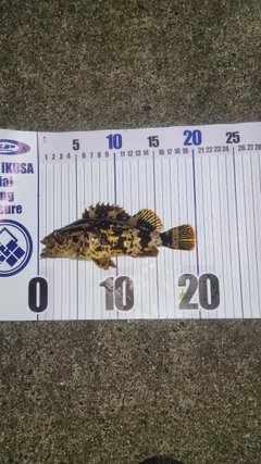 ベッコウゾイの釣果