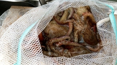 タコの釣果