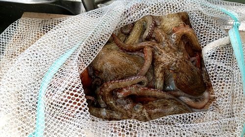 タコの釣果