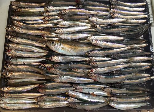 カタクチイワシの釣果