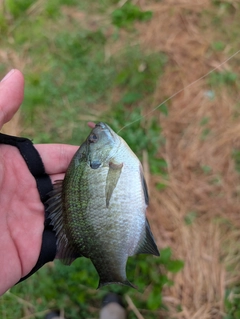 ブルーギルの釣果
