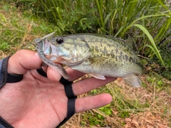 ラージマウスバスの釣果