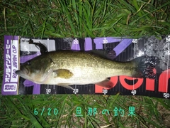 ブラックバスの釣果