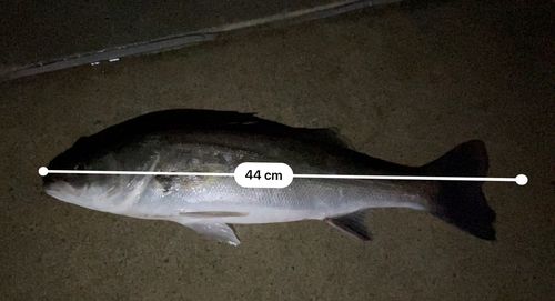 スズキの釣果