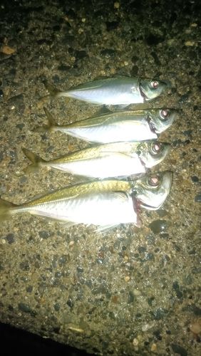 アジの釣果