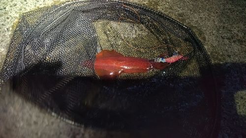 アカイカの釣果