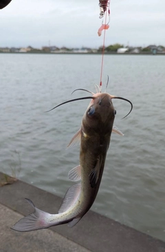 アメリカナマズの釣果