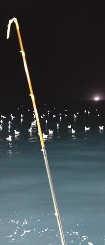 スルメイカの釣果