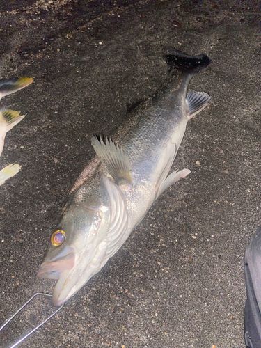 セイゴ（タイリクスズキ）の釣果