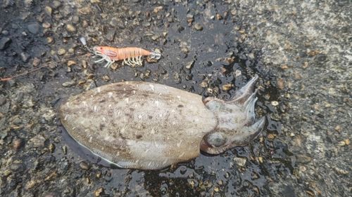 モンゴウイカの釣果