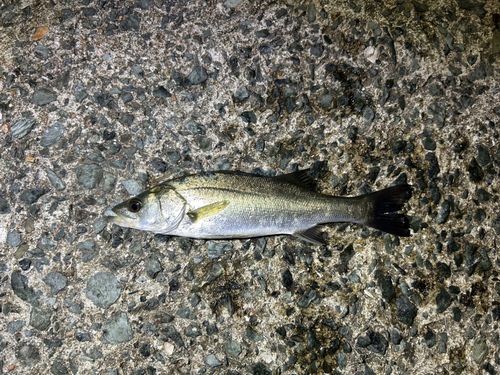 セイゴ（マルスズキ）の釣果