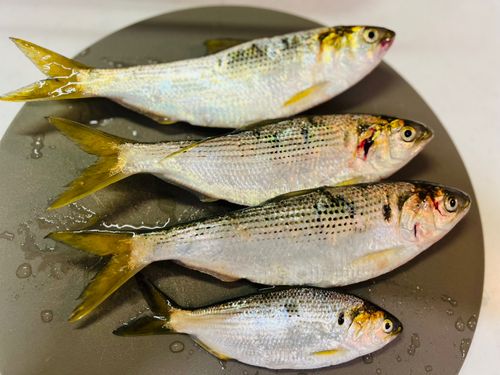 コノシロの釣果