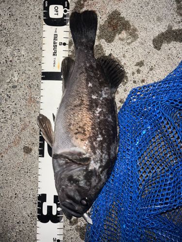 クロソイの釣果