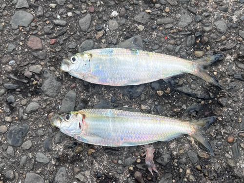 サッパの釣果