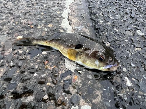 フグの釣果