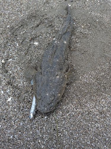 マゴチの釣果