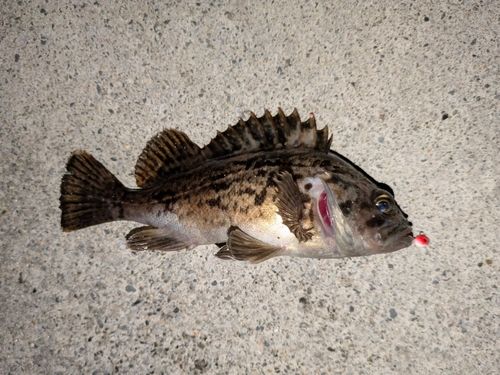 クロソイの釣果