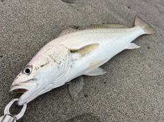 オオニベの釣果