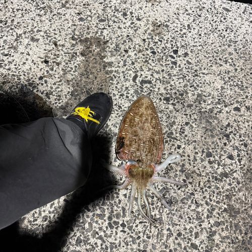 モンゴウイカの釣果