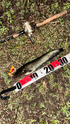 ナマズの釣果