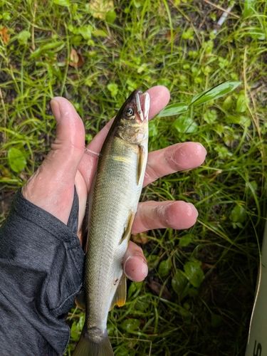 アユの釣果