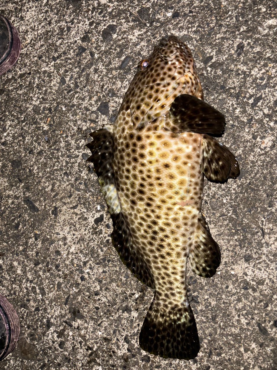 シロブチハタの釣果写真