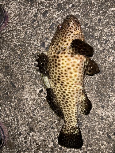 シロブチハタの釣果