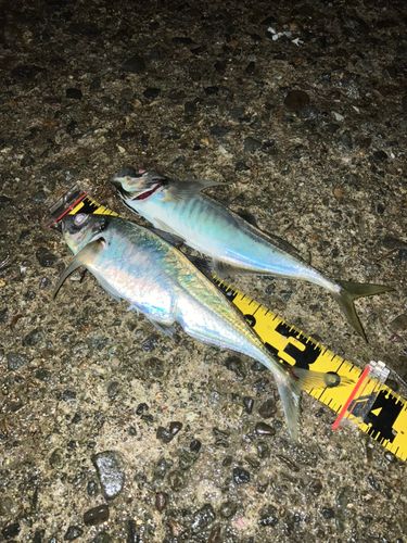 マアジの釣果