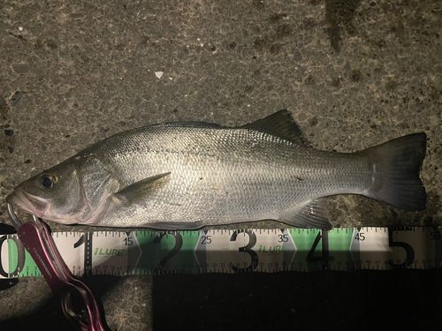 フッコ（ヒラスズキ）の釣果
