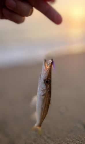 アカカマスの釣果