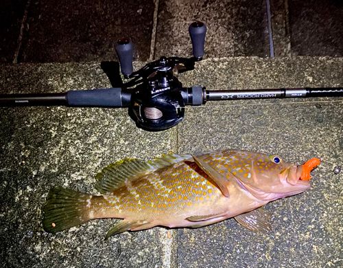 アコウの釣果