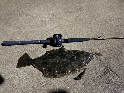 ヒラメの釣果