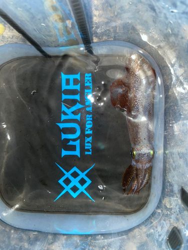 マメイカの釣果