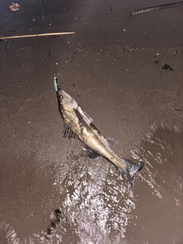 スズキの釣果