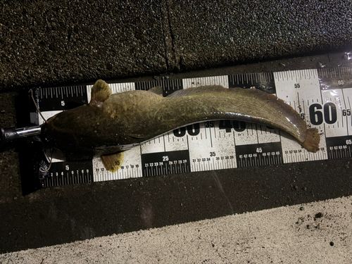 ナマズの釣果