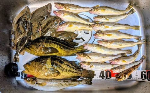 シマゾイの釣果
