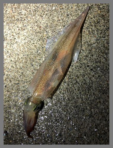 ヤリイカの釣果