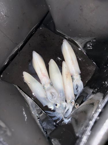 マメイカの釣果