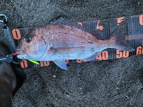 タイの釣果