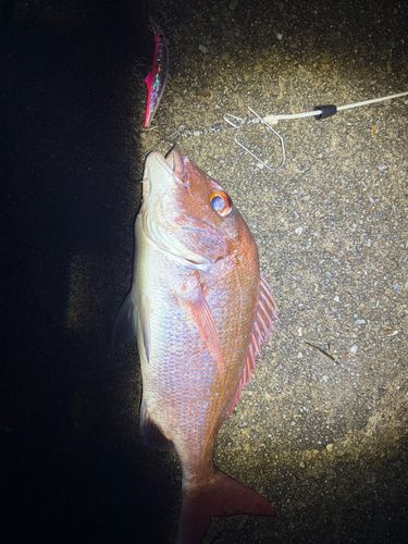 カミナリイカの釣果