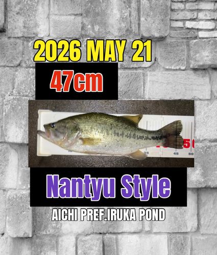 ラージマウスバスの釣果