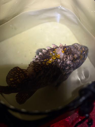 オウゴンムラソイの釣果