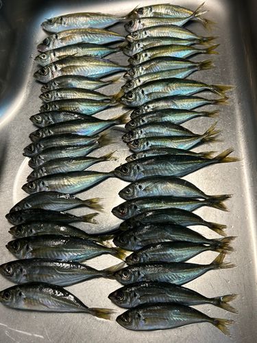 アジの釣果