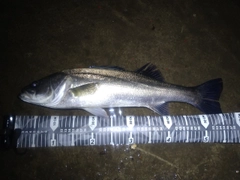 フッコ（マルスズキ）の釣果